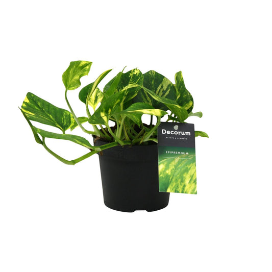 Scindapsus (Epipremnum) N'Joy Gold – Stralende Klimplant met Geelbonte Bladeren
