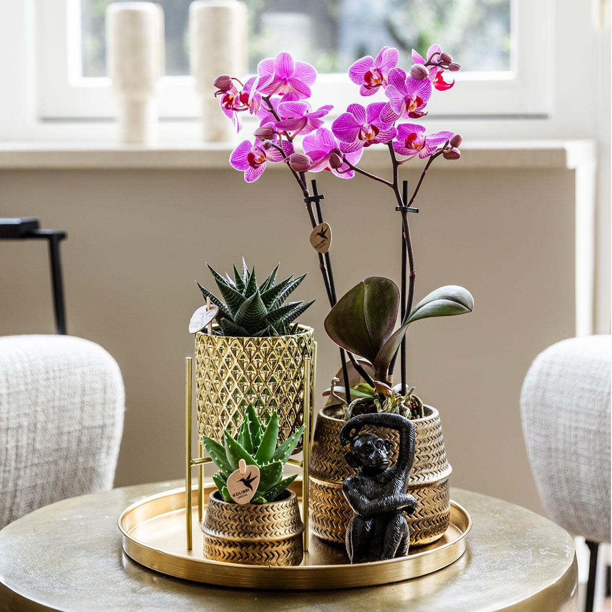 Hotel Chic Orchidee & Succulenten Set – Compleet met Sierpotten & Decoratie