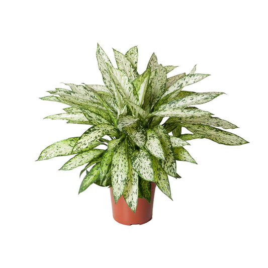Dieffenbachia ‘Vesuvius’ – Tropisch Statement met Explosieve Bladtekening