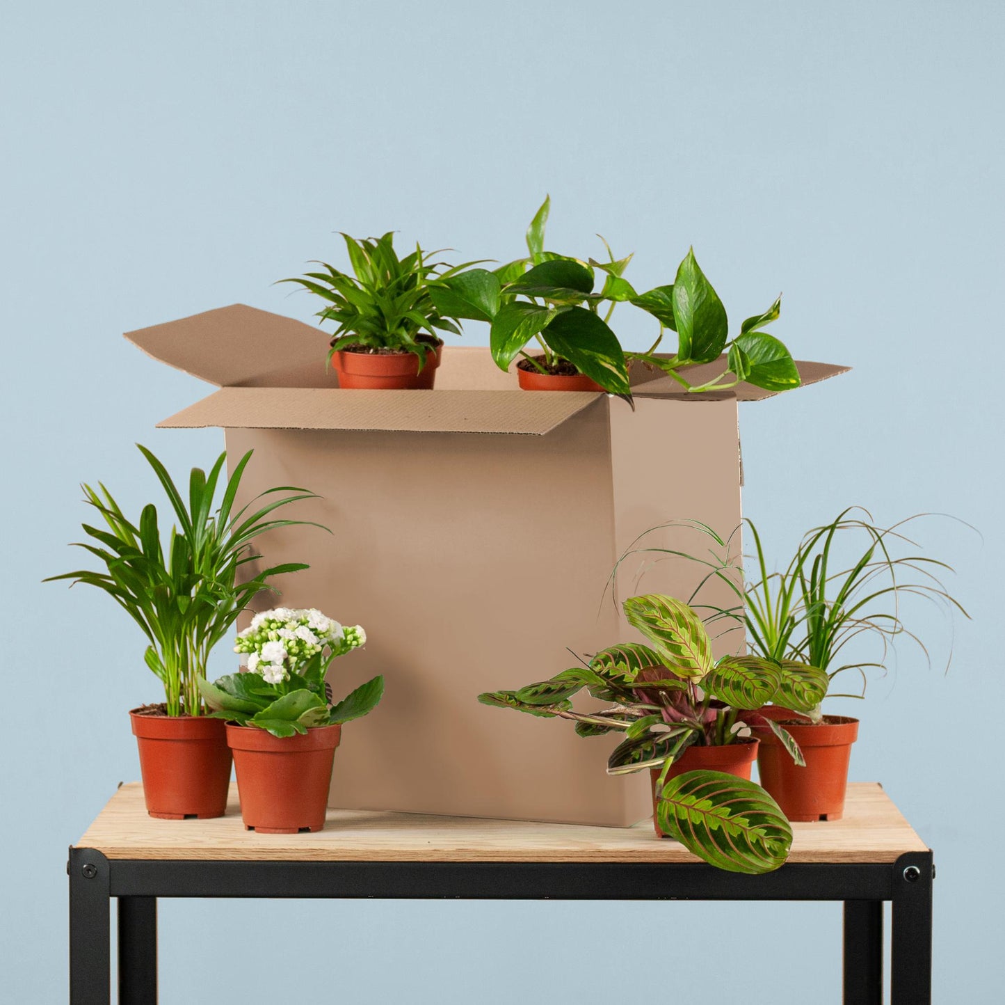 Groene Kneusjesbox – 6 verrassingsplanten met karakter (duurzaam & voordelig)