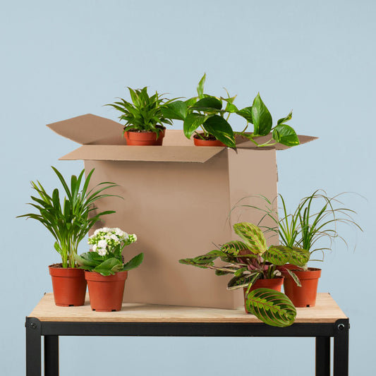 Groene Kneusjesbox – 6 verrassingsplanten met karakter (duurzaam & voordelig)