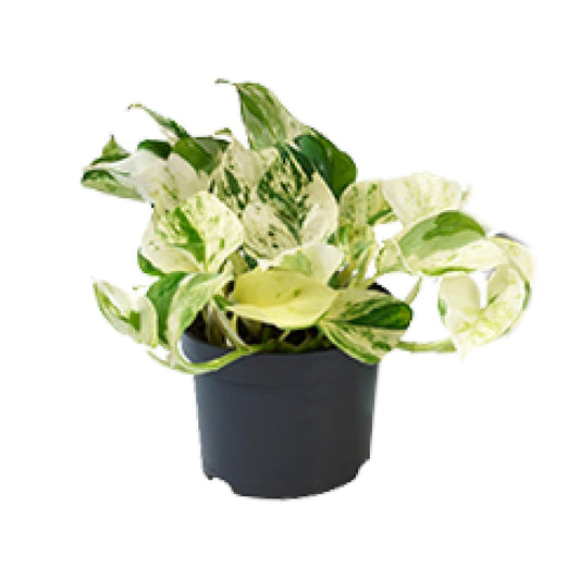 Epipremnum 'Happy Leaf' – Bonte Klimplant met Frisse Uitstraling