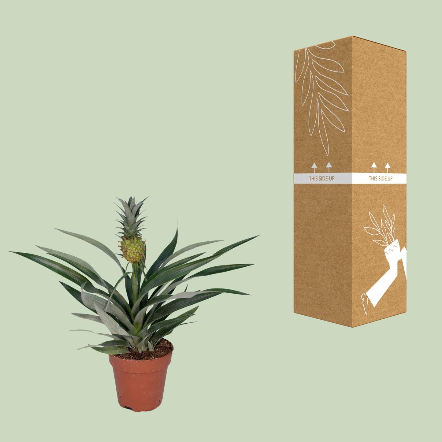 Bromelia Ananas – Exotische Eyecatcher met Echte Mini-Ananas