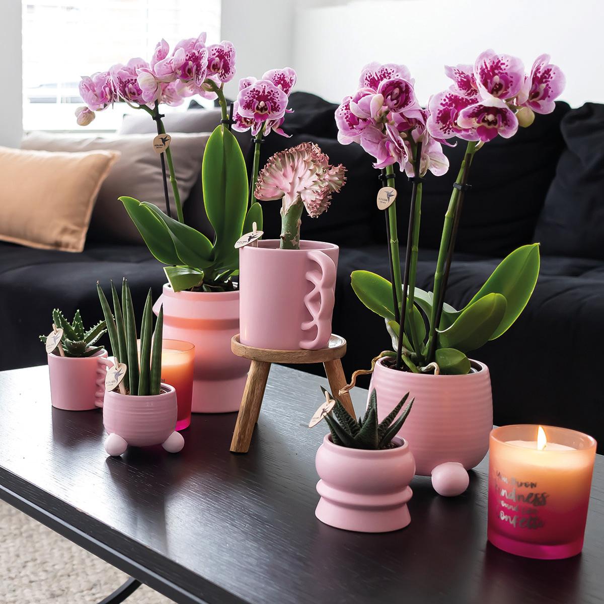 Combinatie van 2 Roze-Paarse Phalaenopsis Orchideeën – Kleurrijke Luxe met Romantische Uitstraling