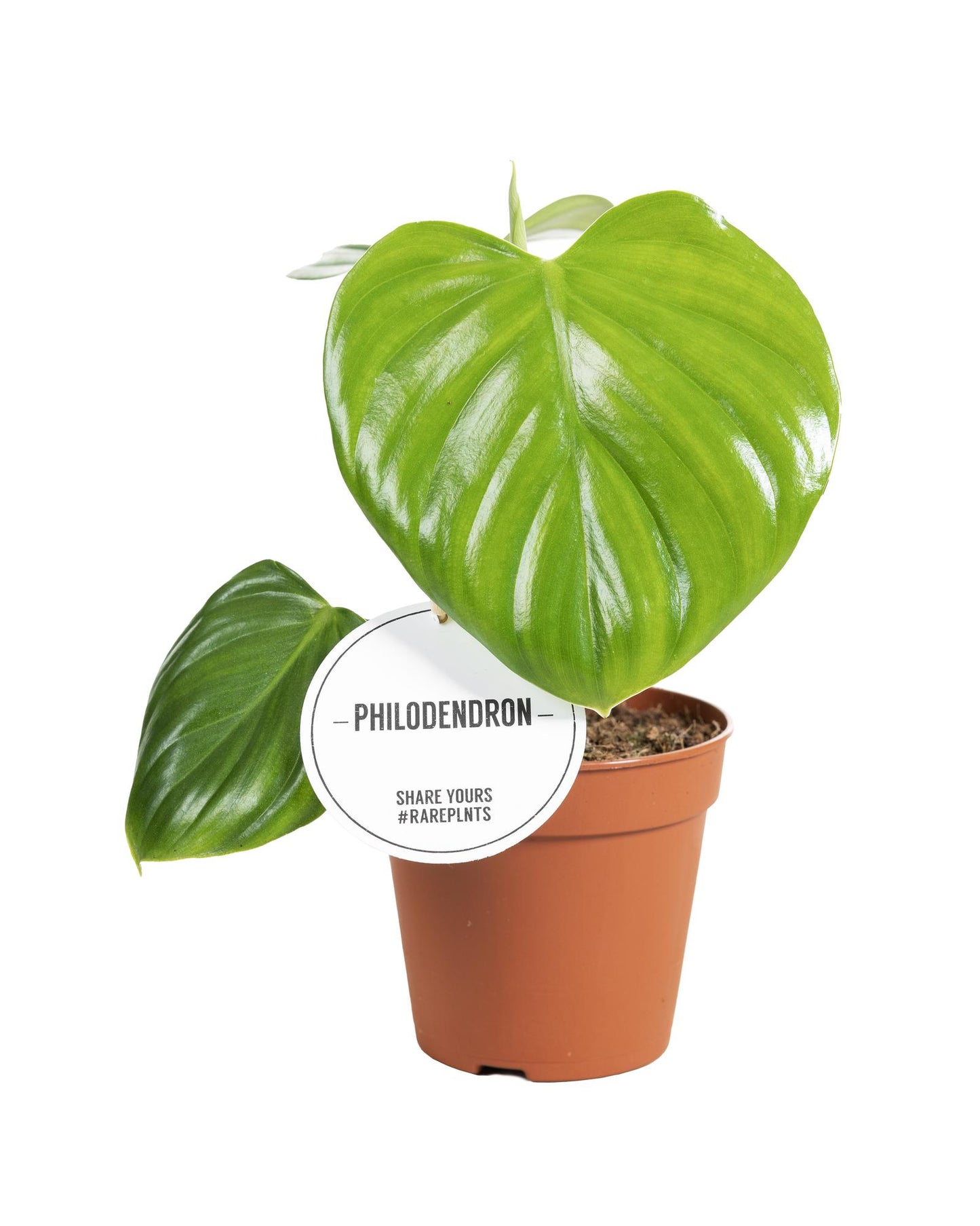 Philodendron Pittieri – Unieke Bladvorm en Tropische Klasse