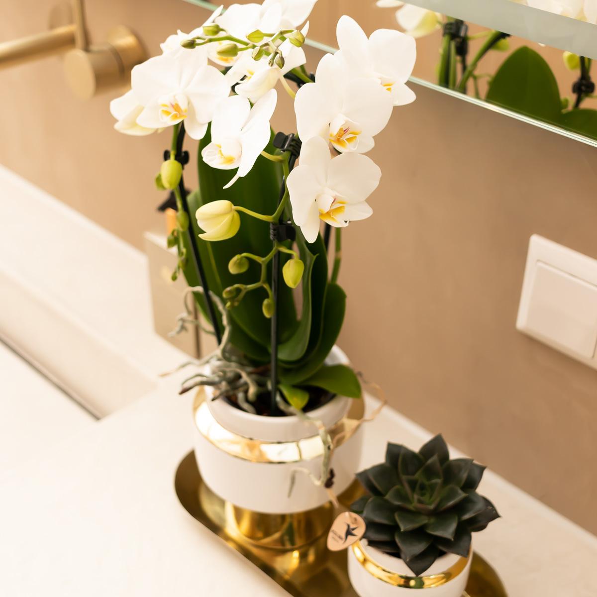 Lush Life Plantenset – Luxe en Glans voor een Chique Interieur