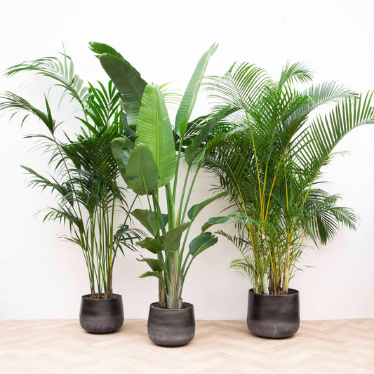 Voordeelpakket XXL – Kentia 200 cm, Strelitzia Nicolai 225 cm & Areca Palm 200 cm