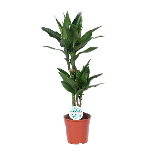 Dracaena 'Janet Lind' – Sterke Groene Kamerplant met Tropische Uitstraling