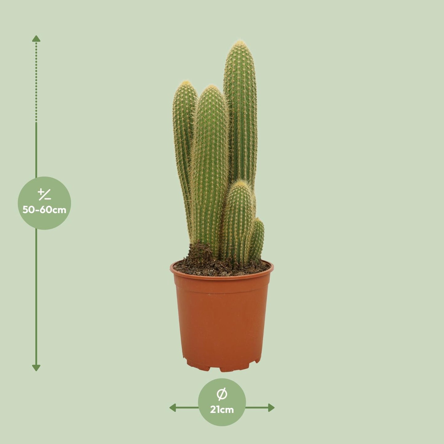 Vatricania guentheri – Zeldzame Cactus met Stekelige Sculptuurvorm
