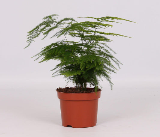 Asparagus setaceus – Elegante Sierasperge met Luchtige, Verenachtige Bladeren