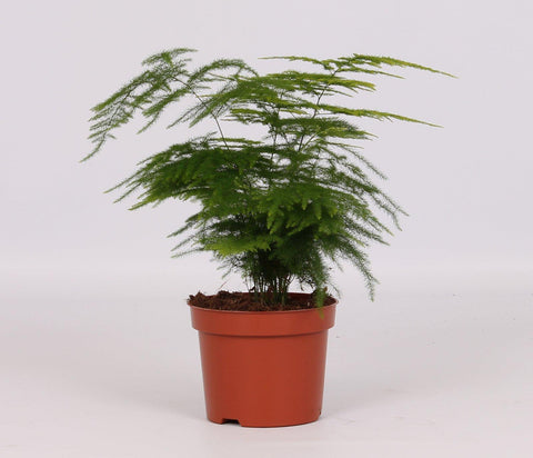 Asparagus setaceus – Elegante Sierasperge met Luchtige, Verenachtige Bladeren