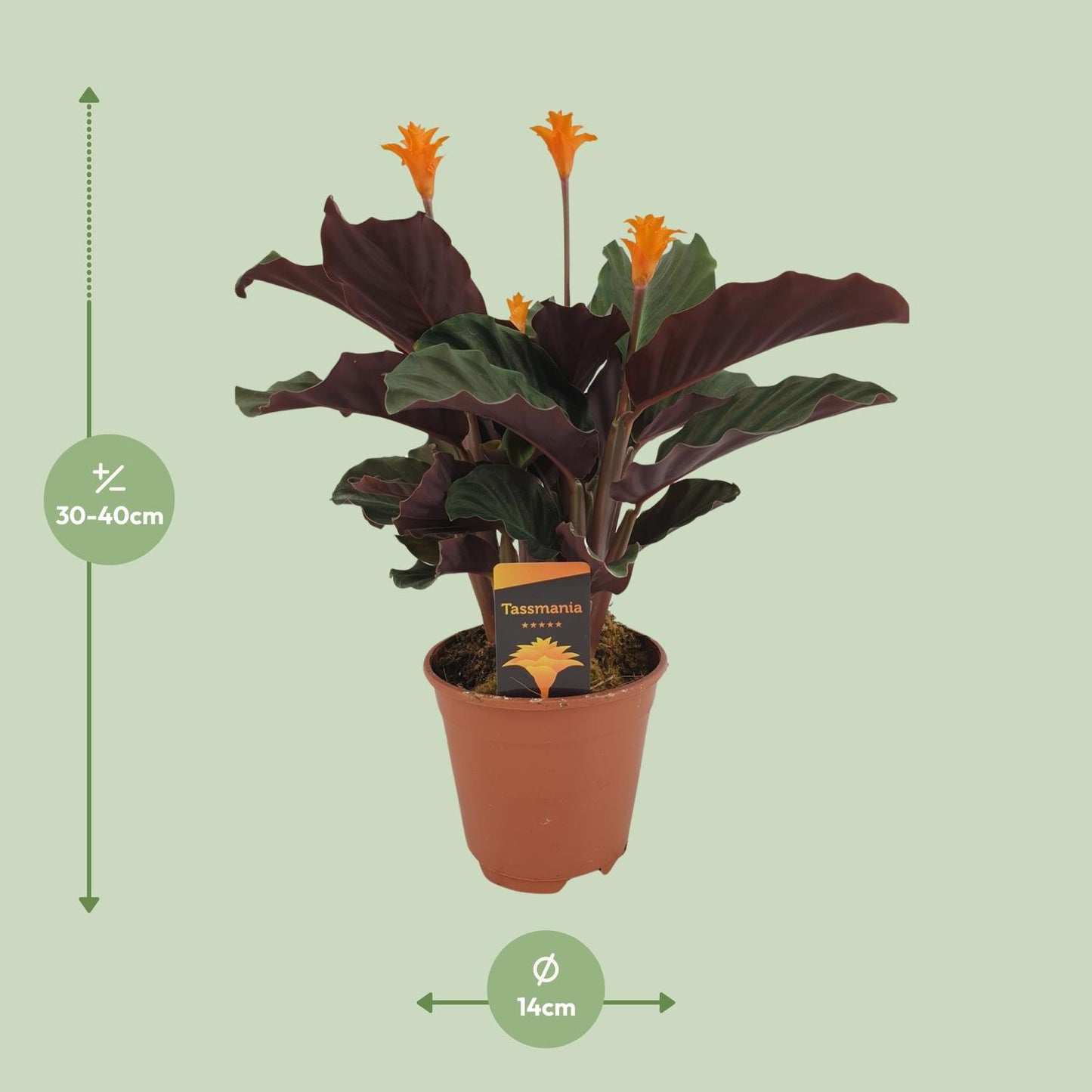 Calathea crocata – Donkerbladige Schoonheid met Gouden Vlammen