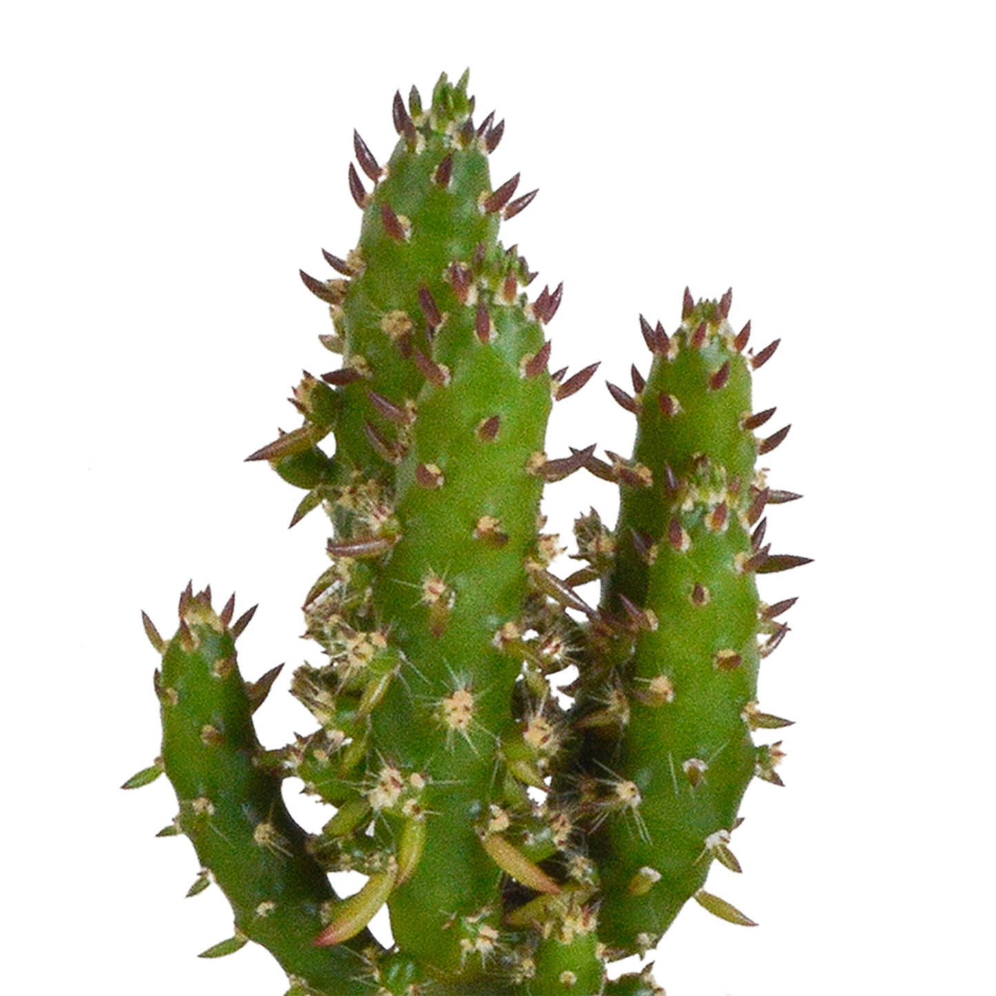 🌵 MEGA Cactus & Vetplanten Mix – 15 stuks in handgeschilderde Mexicaanse pot