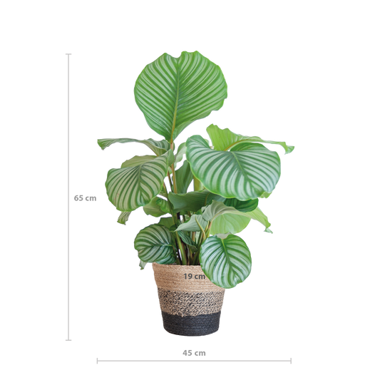 Calathea Orbifolia met Lissabon mand zwart – 65 cm – Ø21 cm