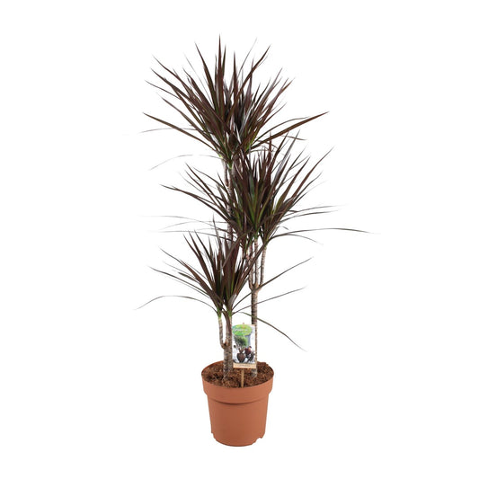 Dracaena Magenta – Kleuraccent met Diepgroene Bladeren en Magentaroze Randen