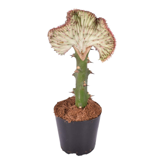 Euphorbia lactea Cristata 'Rood' – Unieke Koraalcactus voor Binnen
