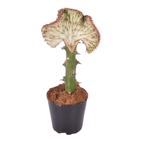 Euphorbia lactea Cristata 'Rood' – Unieke Koraalcactus voor Binnen