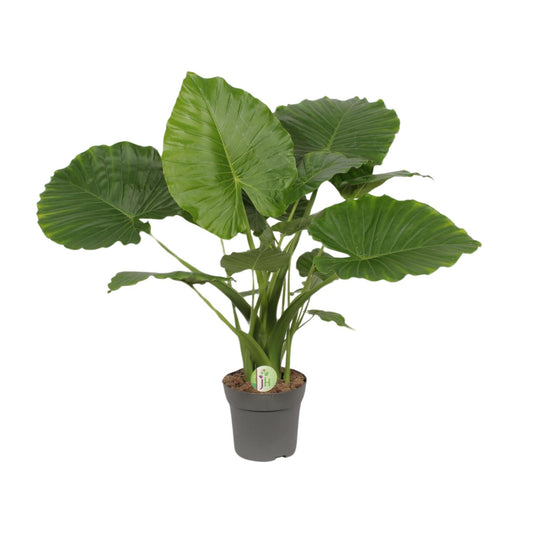 Alocasia gageana ‘California’ – Tropische Reus met XXL Bladeren