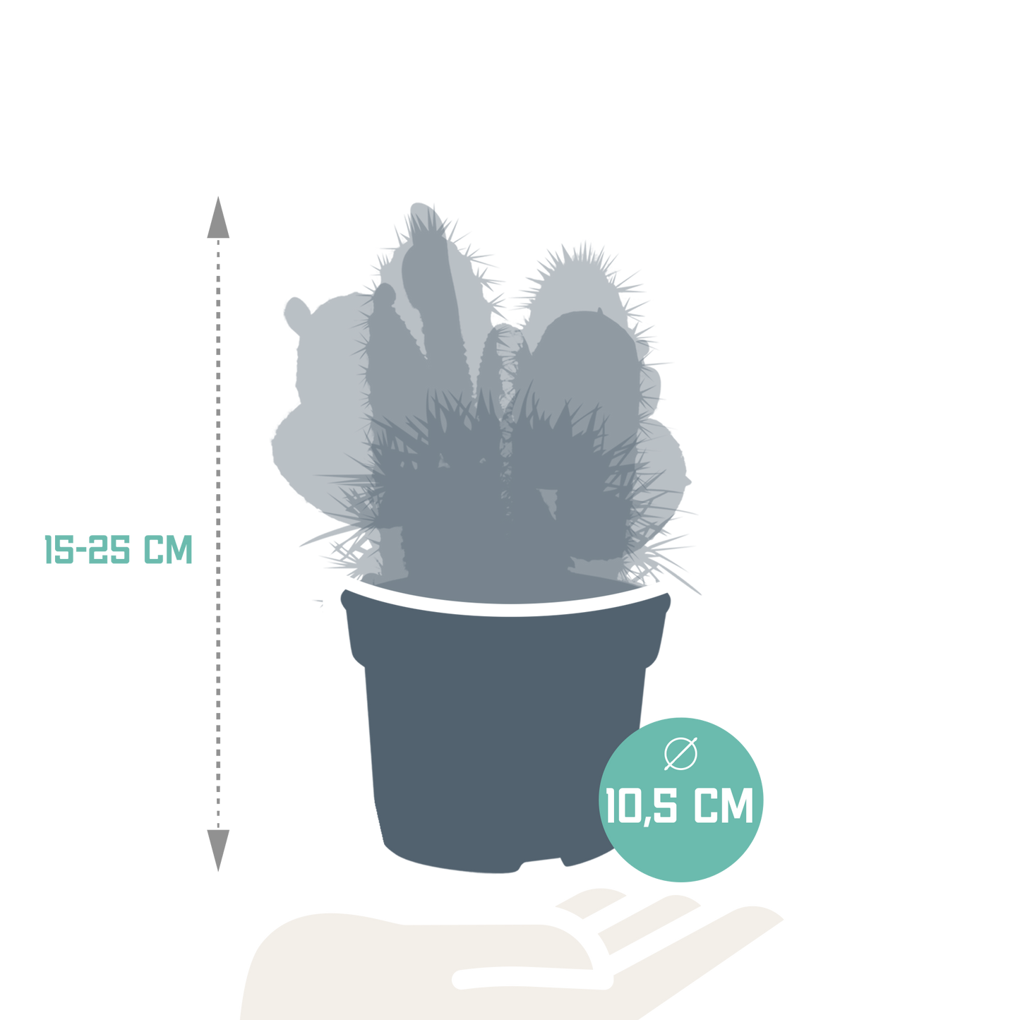 Cactusmix – Set van 3 stekelige karakters