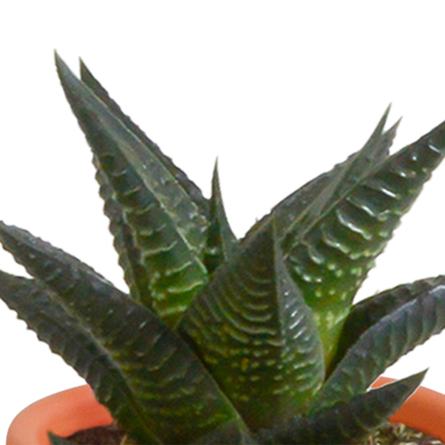 🌵 MEGA Cactus & Vetplanten Mix – 15 stuks in handgeschilderde Mexicaanse pot