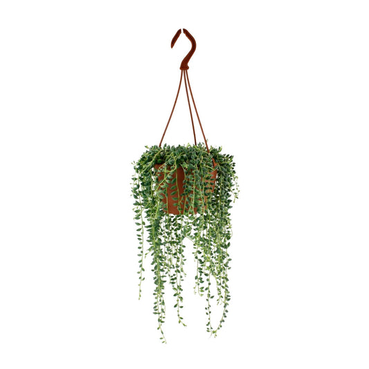 Senecio herreianus – Speelse Hangplant met Watermeloen-patroon