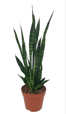 Sansevieria Zeylanica -