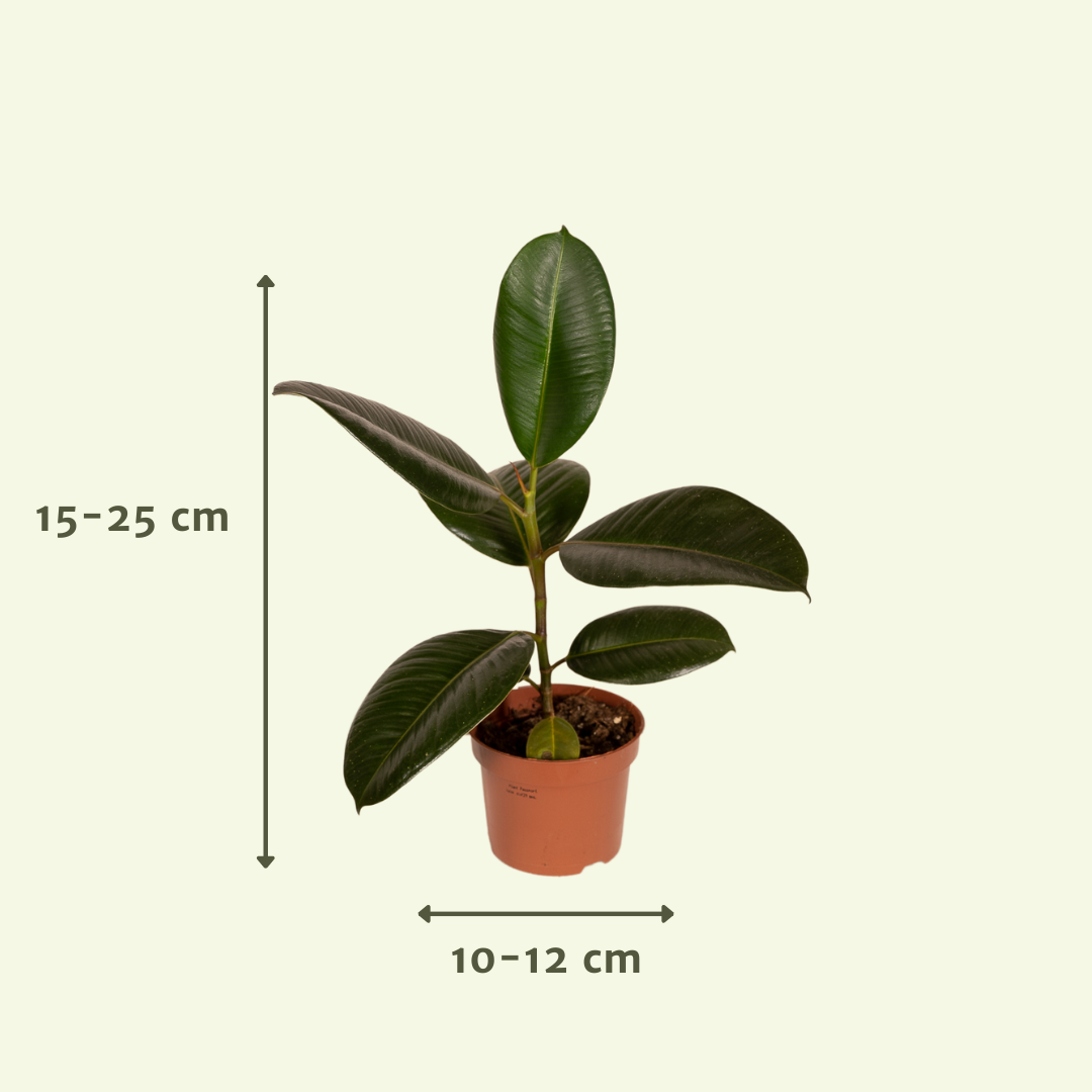 Buitenbeentjesbox – Bijzondere Planten met Karakter