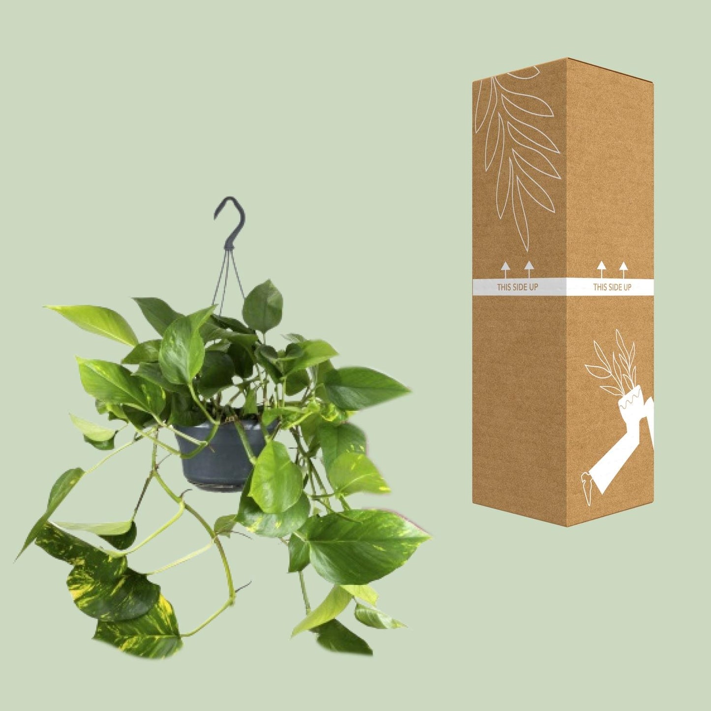 Epipremnum Aureum – IJzersterke Groeier met Goudgele Accenten