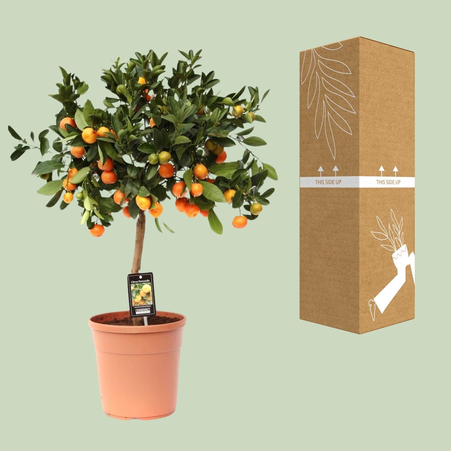 Citrusplant – 80 cm hoog – Ø22 cm – Vruchtdragende en decoratieve kuipplant