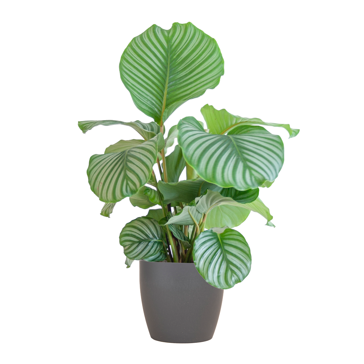Calathea Orbifolia in sierpot – Een natuurlijke eyecatcher voor elk interieur