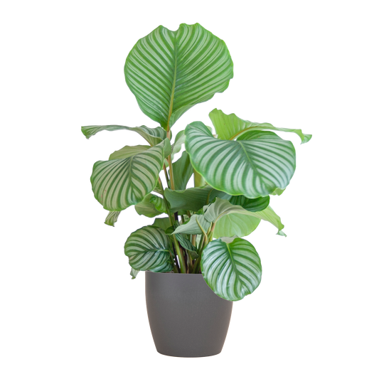 Calathea Orbifolia in sierpot – Een natuurlijke eyecatcher voor elk interieur