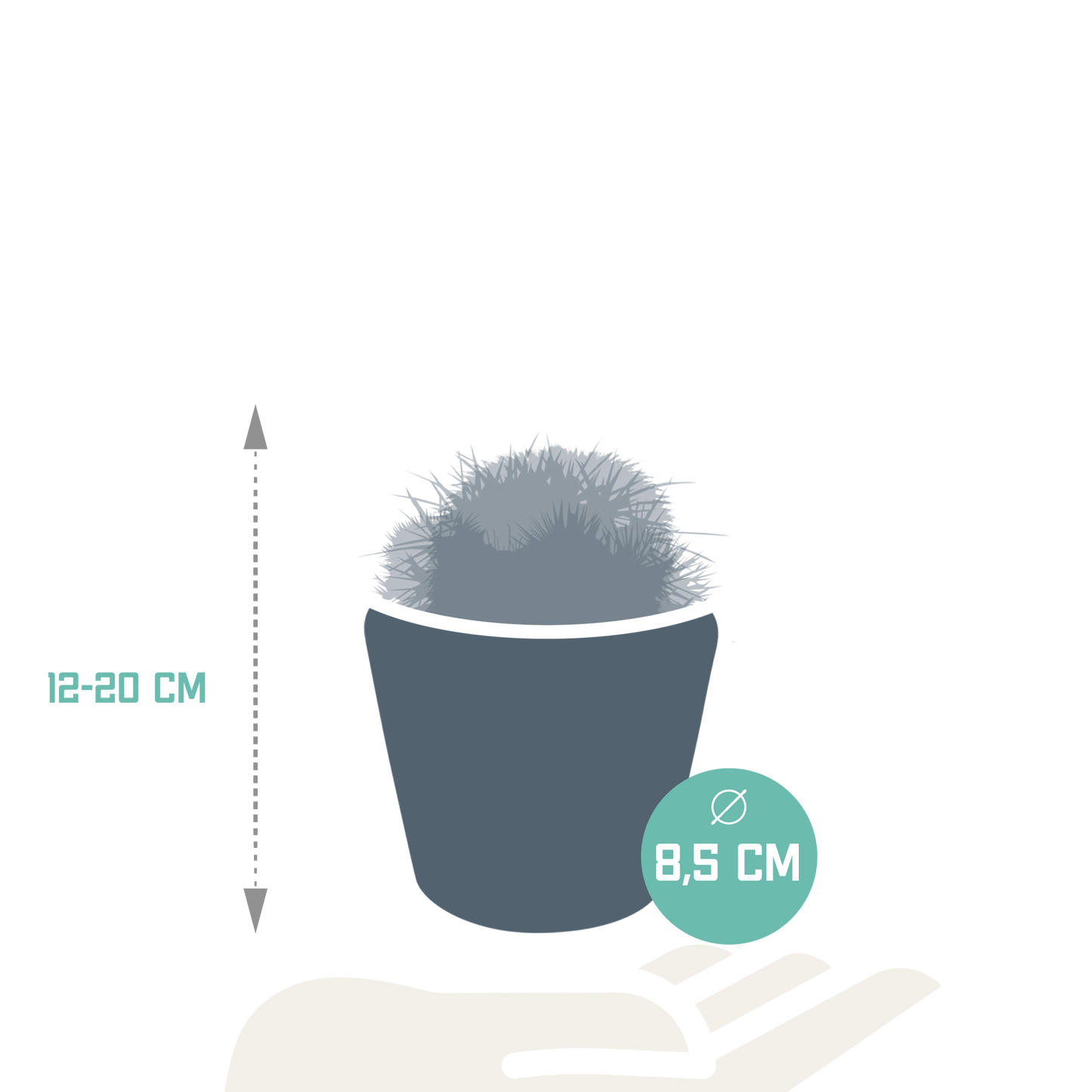 Bolcactussen Mix (3 stuks) – In Handgeschilderde Mexicaanse Pot