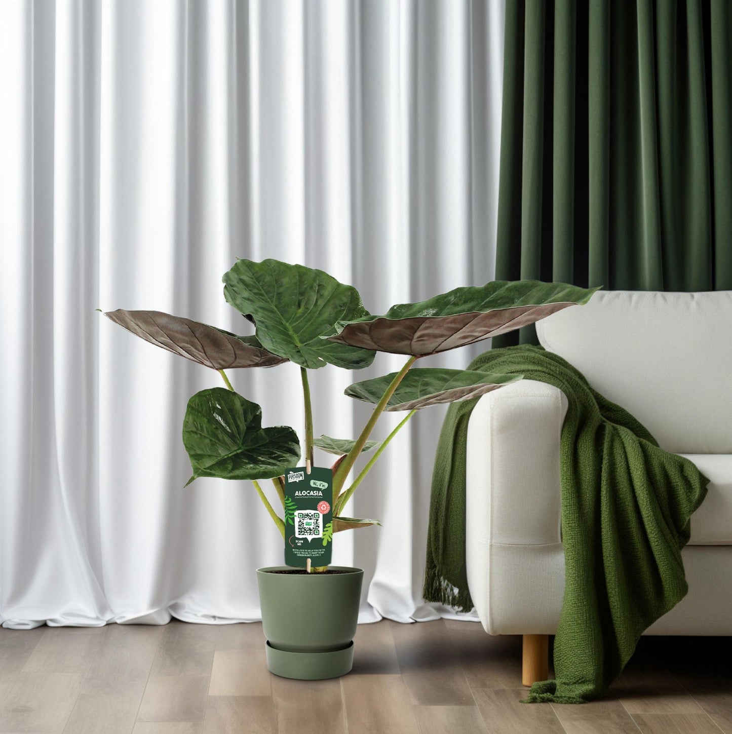 Alocasia Wentii – Tropische Majesteit met Metaalkleurig Blad
