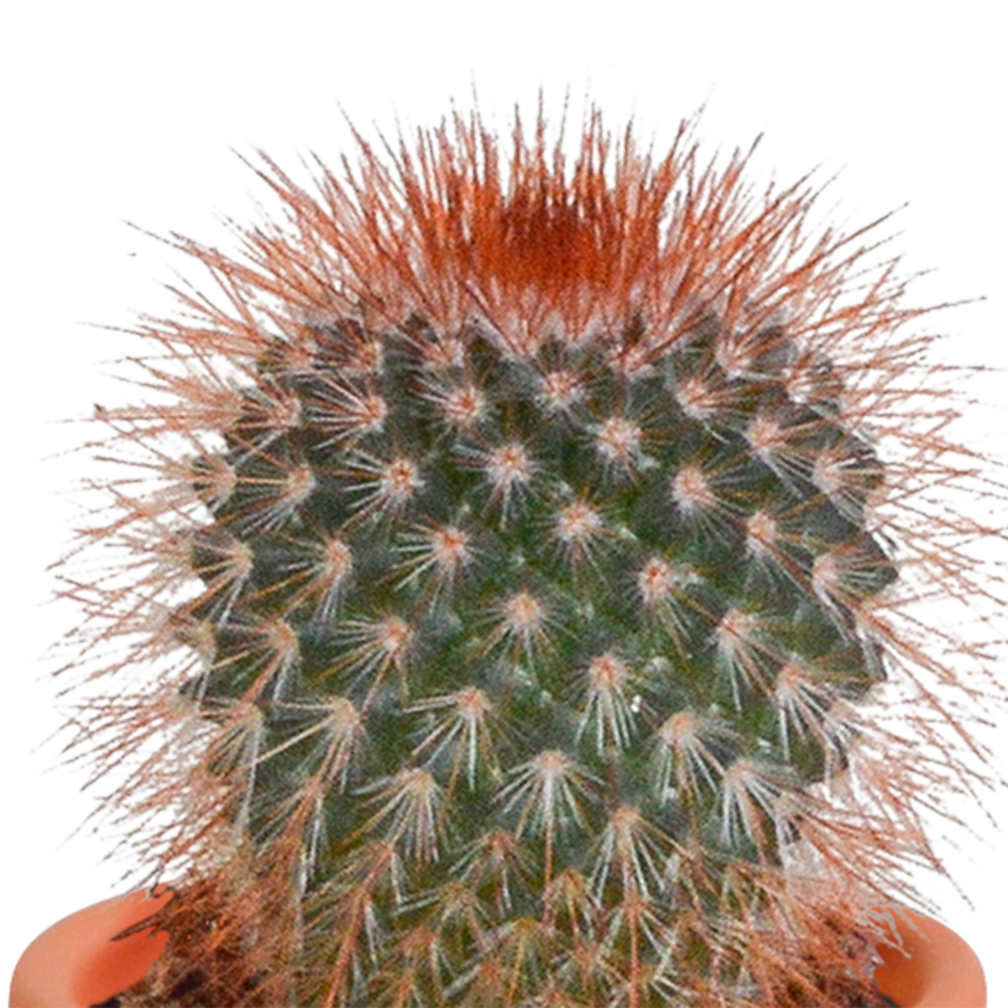 🌵 MEGA Cactus & Vetplanten Mix – 15 stuks in handgeschilderde Mexicaanse pot
