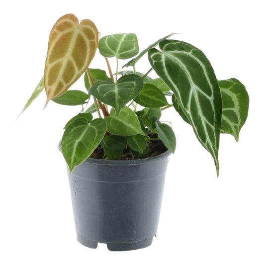 Anthurium crystallinum – Fluweelachtige Bladplant met Zilveren Nervatuur