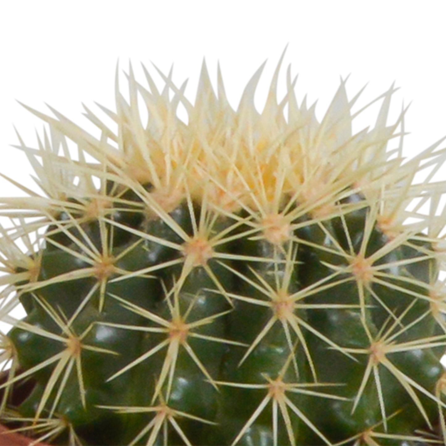 Cactusmix – Set van 3 stekelige karakters