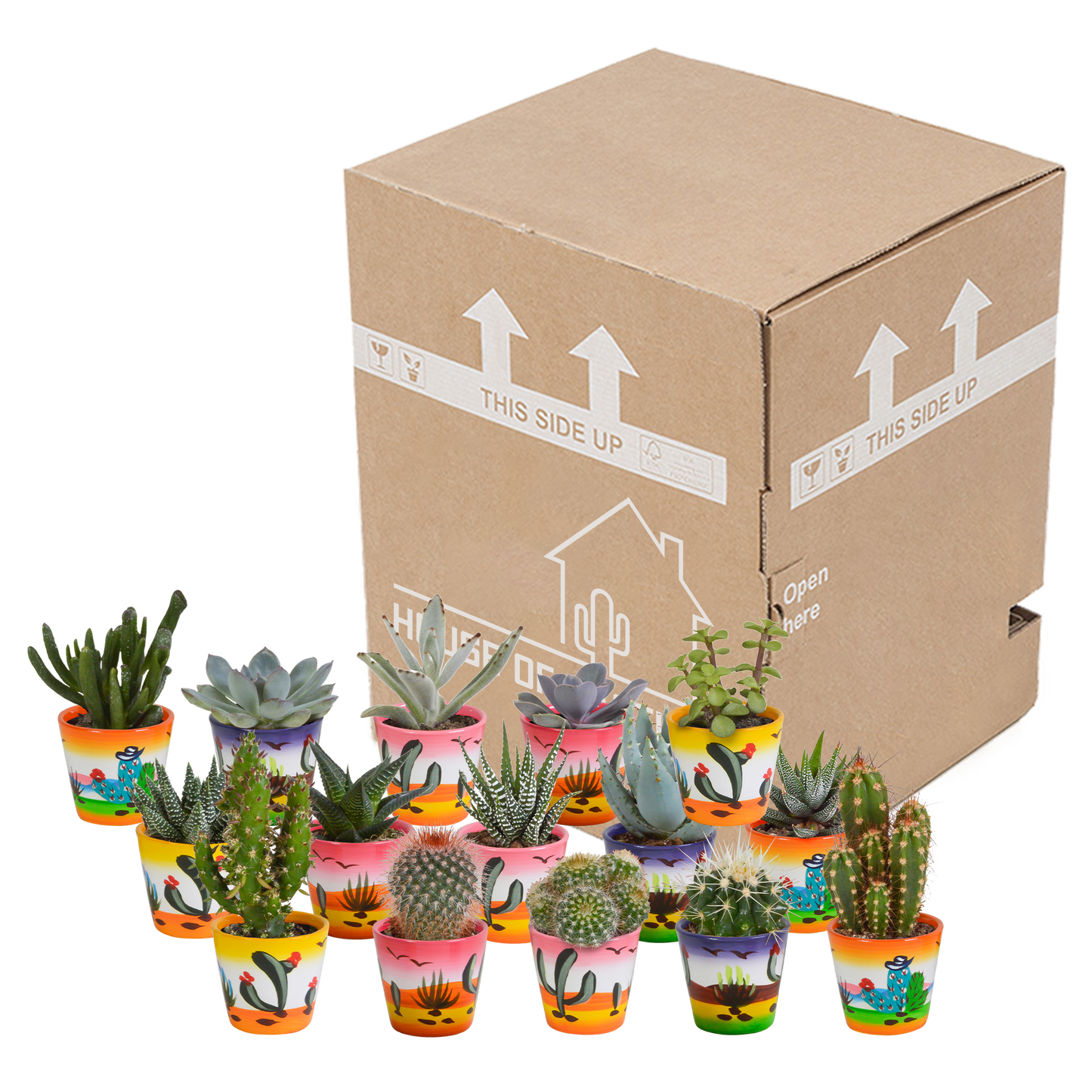 🌵 MEGA Cactus & Vetplanten Mix – 15 stuks in handgeschilderde Mexicaanse pot