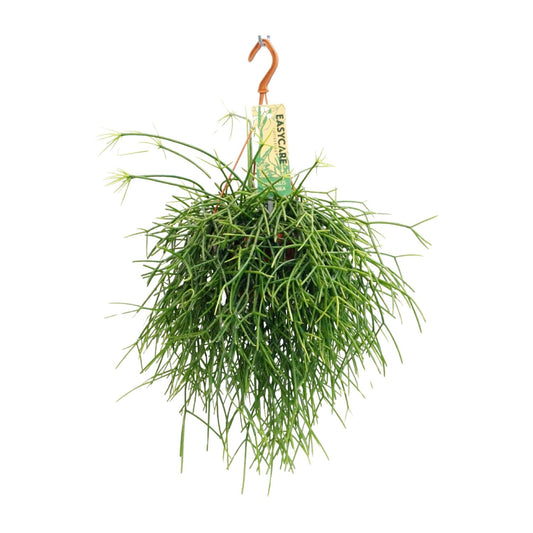 Rhipsalis pulchra – Elegante Hangcactus met Fijne Structuur