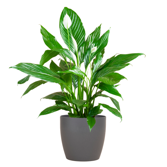 Spathiphyllum Sweet Lauretta met duurzame Viber pot – stijlvol en luchtzuiverend