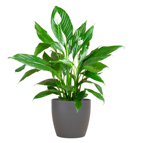 Spathiphyllum Sweet Lauretta met duurzame Viber pot – stijlvol en luchtzuiverend
