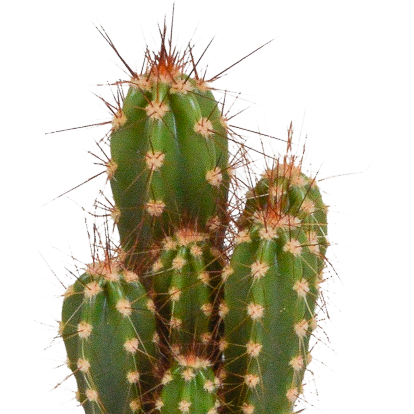 🌵 MEGA Cactus & Vetplanten Mix – 15 stuks in handgeschilderde Mexicaanse pot