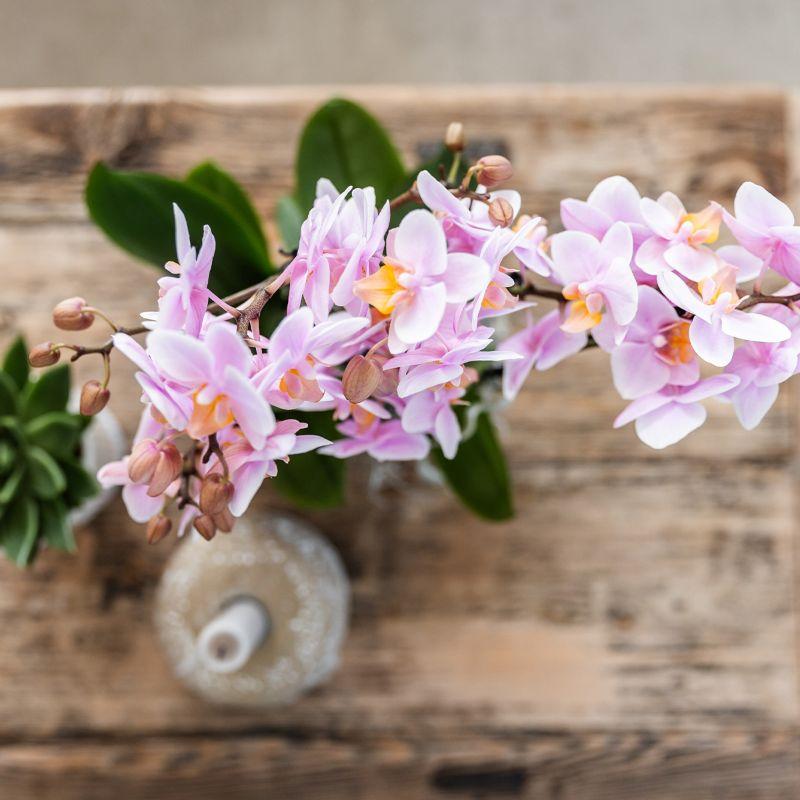 Romantische Plantenset met Roze Orchidee Andorra – Zachte Sfeer in Huis