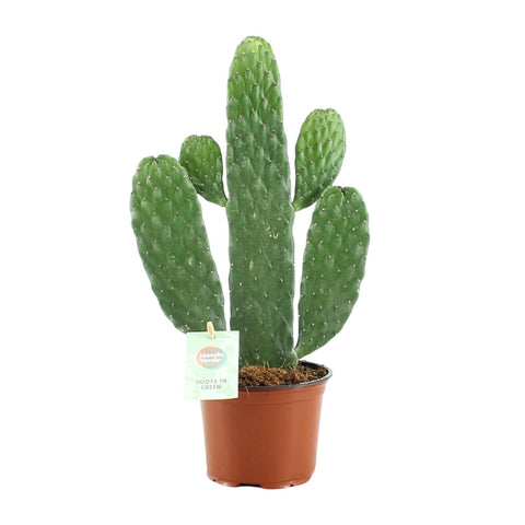 Opuntia Rubescens Consolea – Stijlvolle Cactus met Roodgetinte Stelen