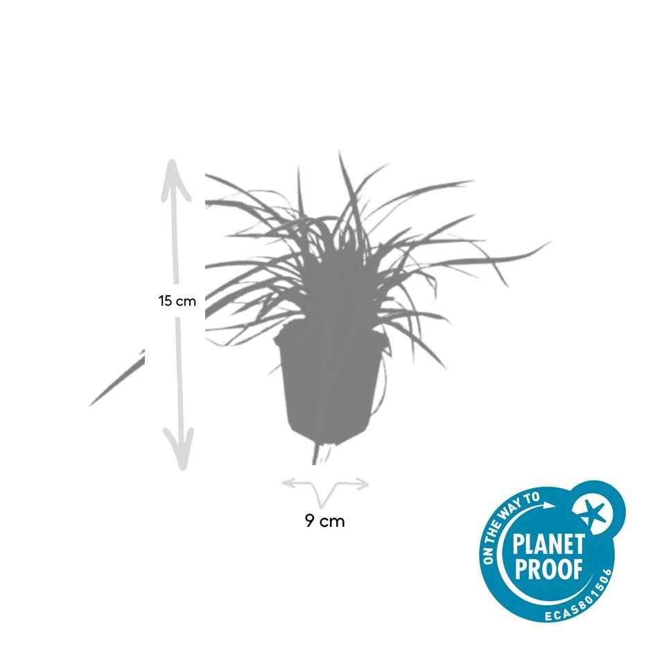 6x Carex morrowii 'Aureovariegata'- ↕10-25cm - Ø9cm