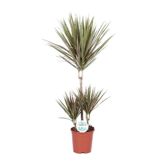 Dracaena Bicolor – Stijlvolle blikvanger met kleuraccent