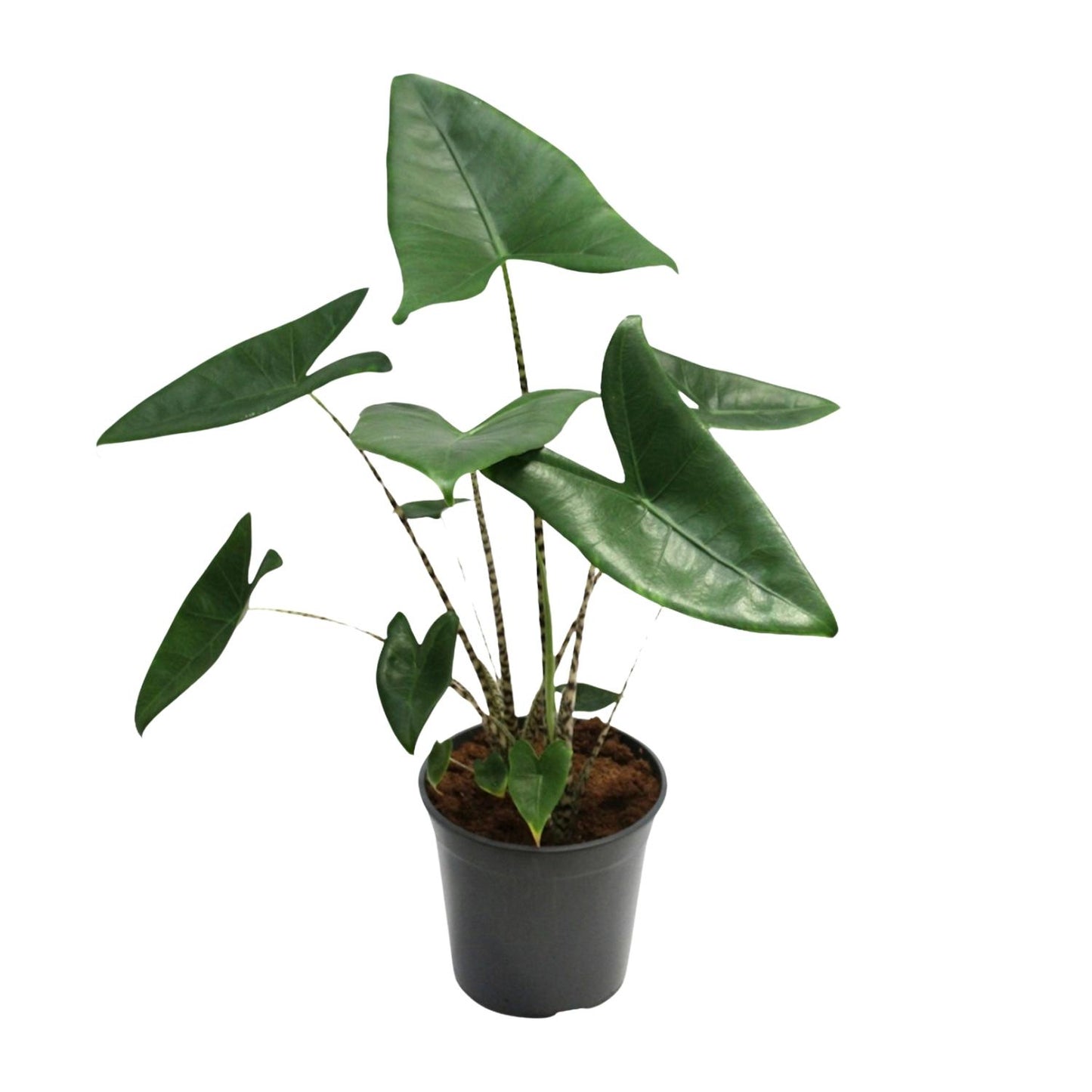 Alocasia Zebrina – Exotische Eyecatcher met Zebra-Stelen