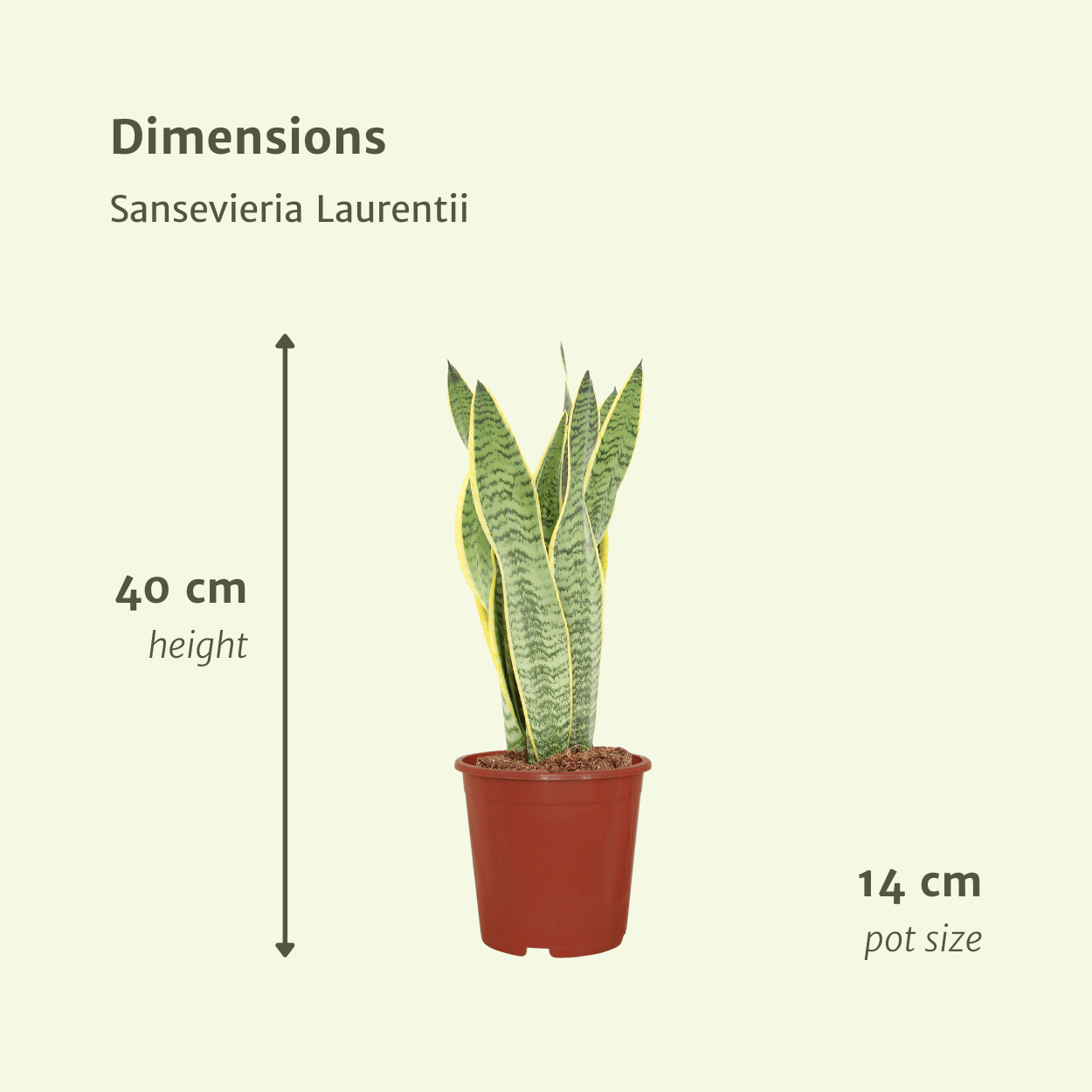 Set van 2x Sansevieria Laurentii – Sterke & Stijlvolle Kamerplanten