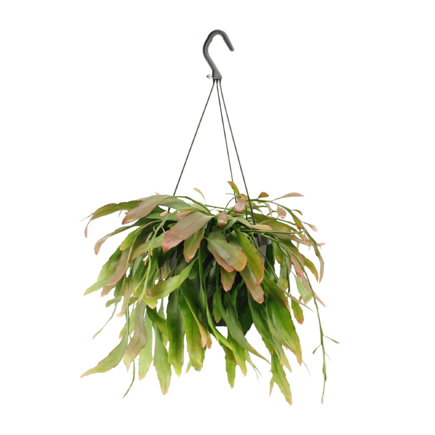 Rhipsalis ‘Red Coral’ – Moderne Hangplant met Rode Accenten en Koraalvorm