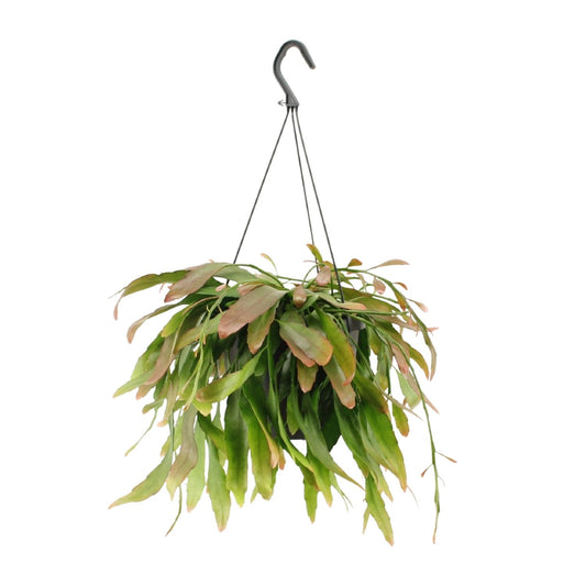 Rhipsalis ‘Red Coral’ – Moderne Hangplant met Rode Accenten en Koraalvorm