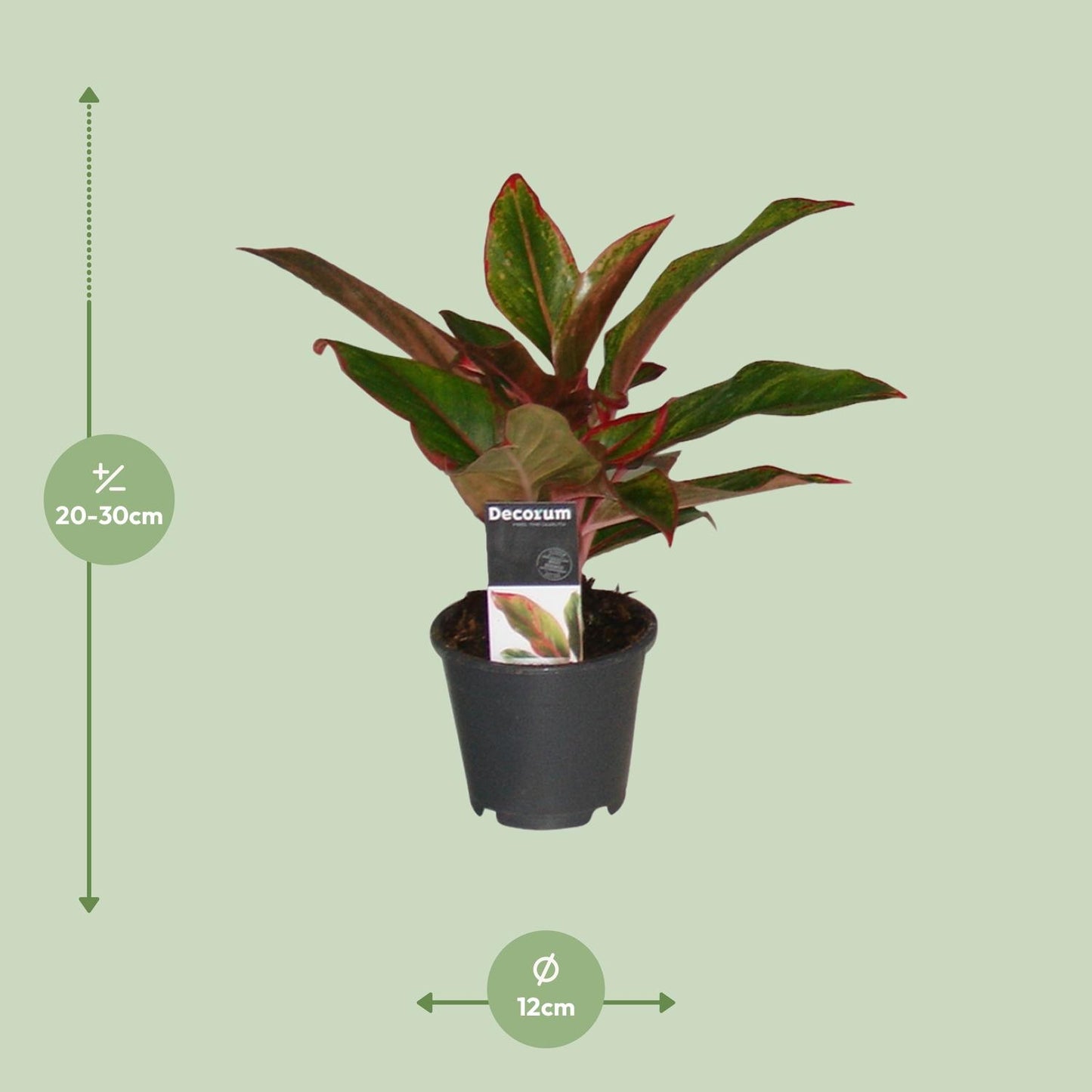 Aglaonema 'Crete' – Kleurrijke Schaduwliefhebber met Tropische Flair
